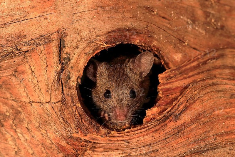 House mouse (Mus musculus)