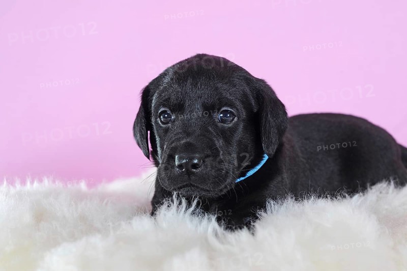 Labrador Retriever
