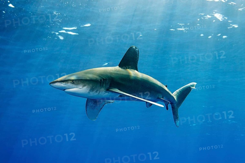 Oceanic whitetip shark (Carcharhinus longimanus)