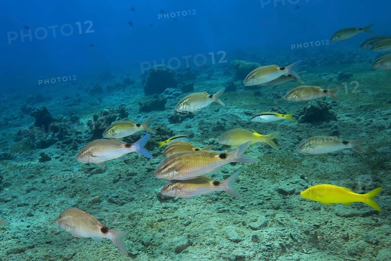 Mixed school of Goatfishes