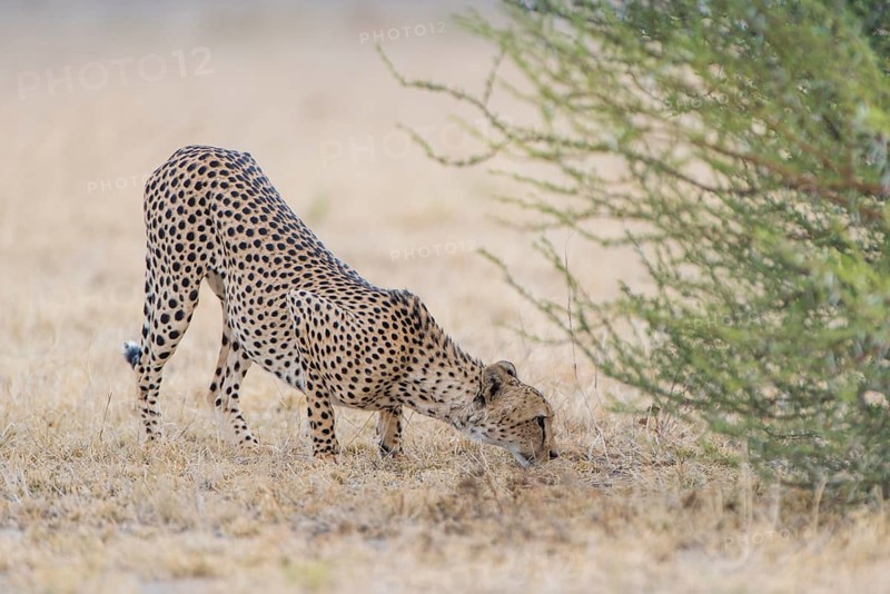 Cheetah (Acinonyx jubatus)