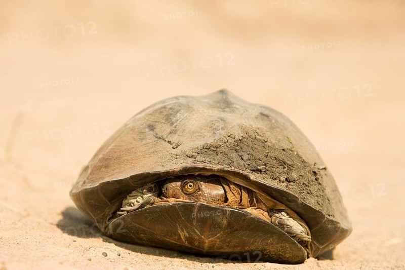 Pan Hinged Terrapin (Pelusios subniger)