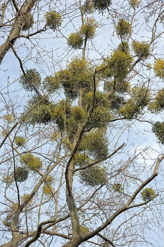 European mistletoe (Viscum album) in treetop of a bare deciduous tree