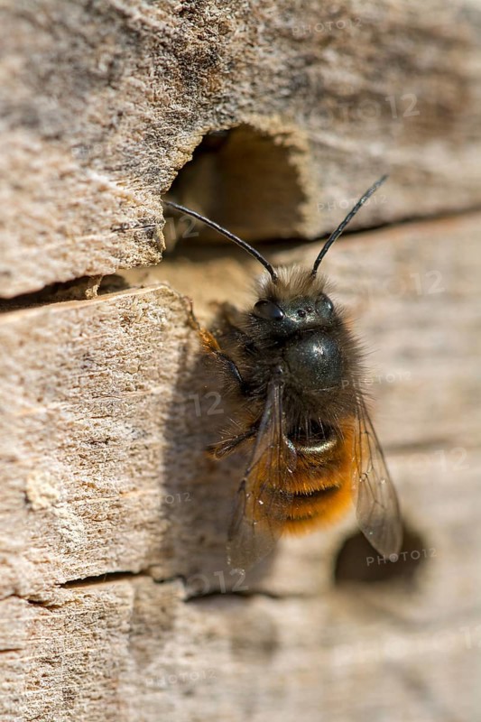 Hornfaced bee (Osmia cornuta)
