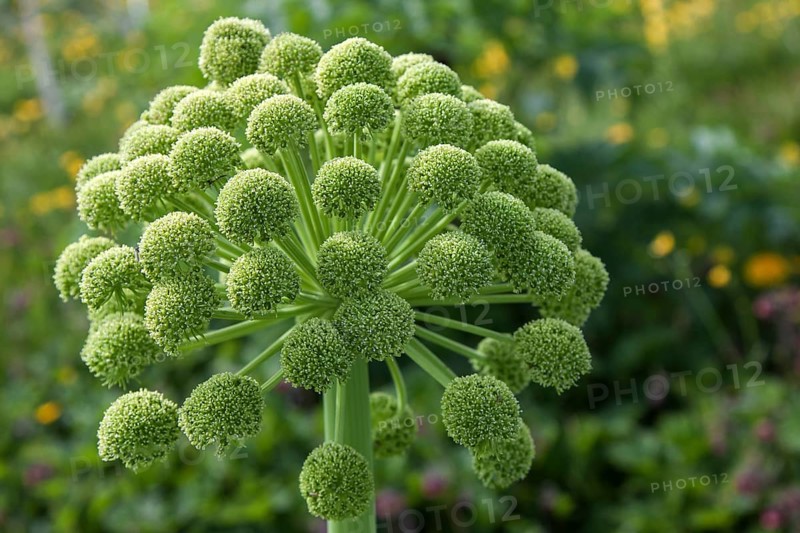 Angelica (Angelica archangelica)