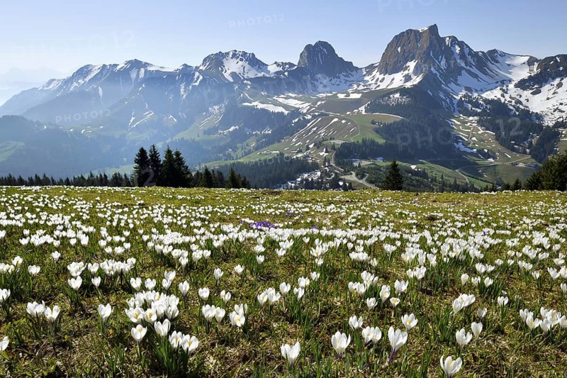 Sea of flowers