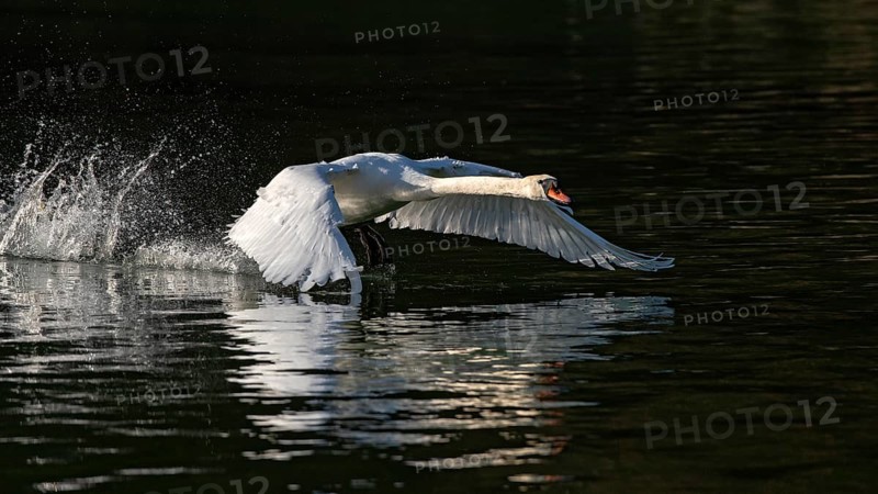 Mute swan (Cygnus olor)