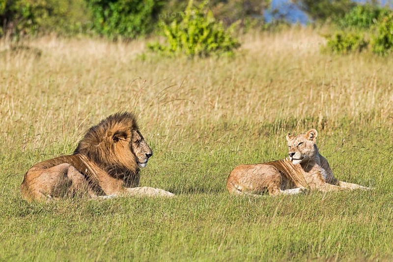 Lions (Panthera leo)