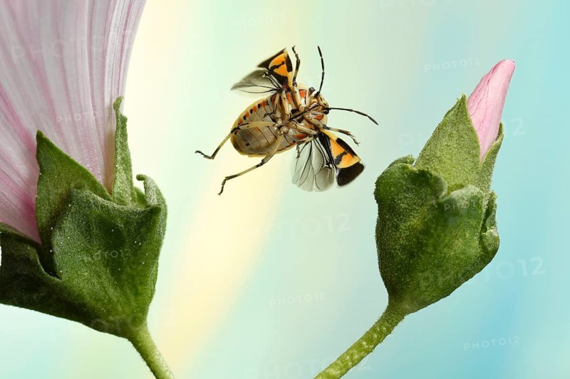 Eurydema ornata (Eurydema ornata)