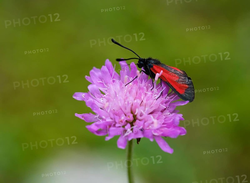 Transparent burnet (Zygaena purpuralis)