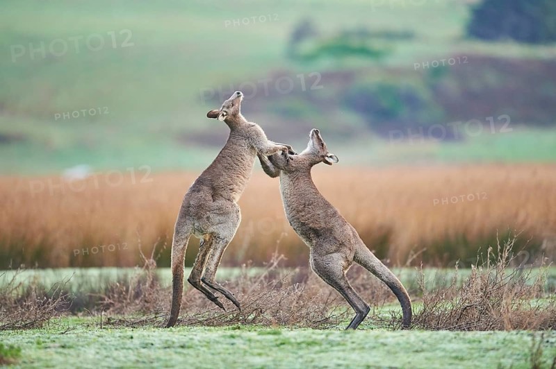 Eastern Gray Kangaroo (Macropus giganteus)