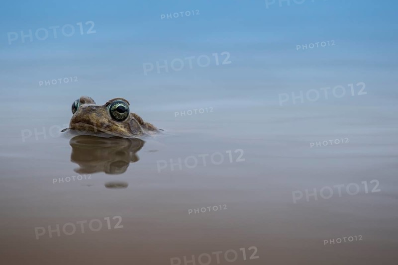 Common River Frog (Amieta quecketti)