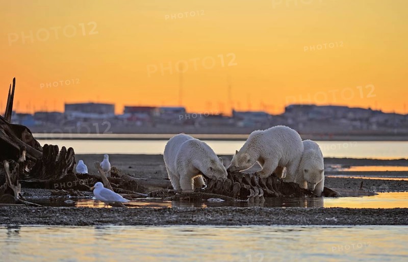 Three Polar bears (Ursus maritimus)