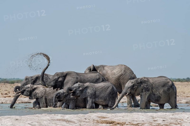 African elephants (Loxodonta africana)