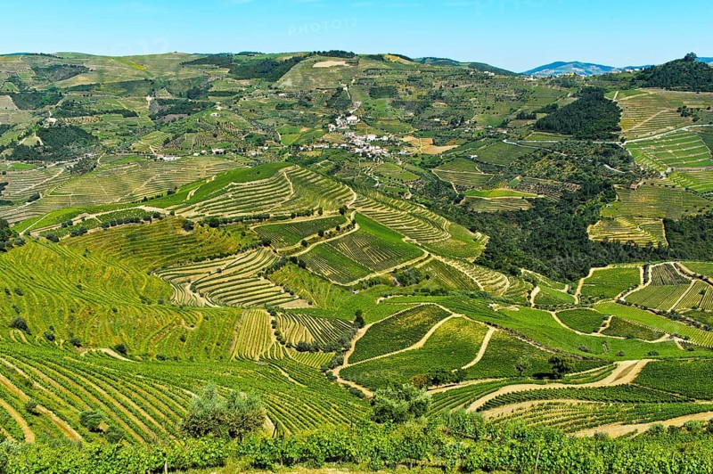 Vineyard region Alto Douro in the valley of the Rio Pinhao
