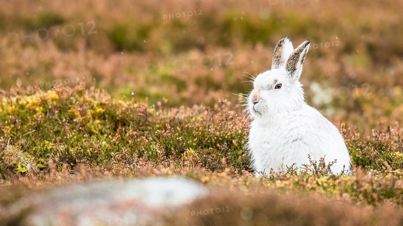 Mountain hare (Lepus timidus) sits in Meadow