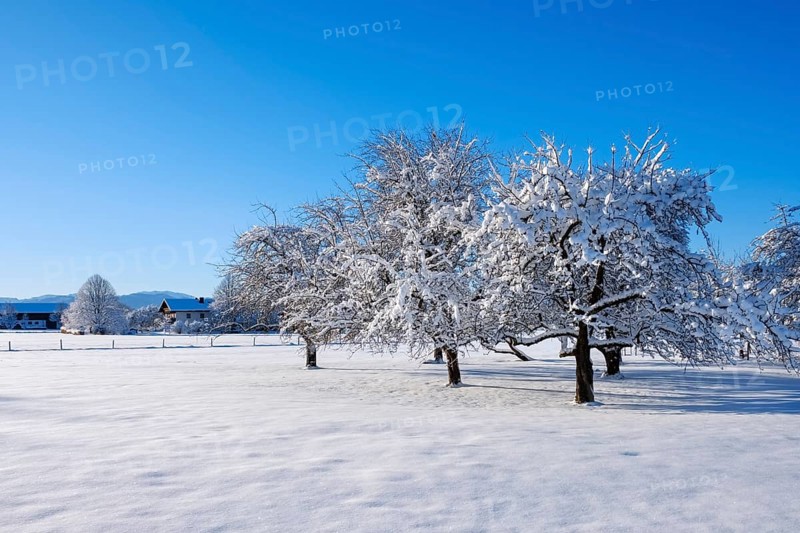 Snow-covered apple trees
