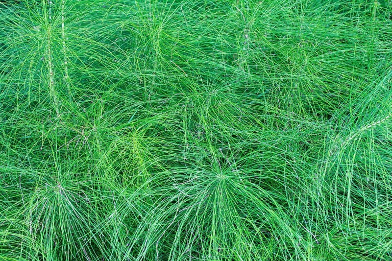 Great Horsetail (Equisetum telmateia)
