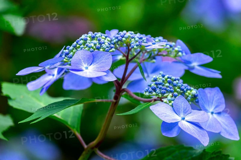 Blue mountain hydrangea (Hydrangea serrata)