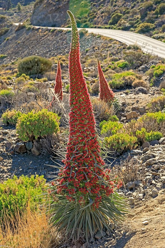 Flowering Echium wildpretii (Echium wildpretii)