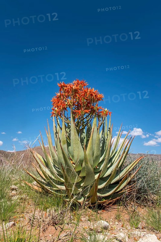 Red aloe (Aloe namibensis)