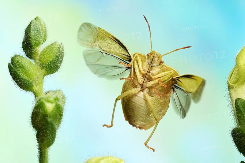 Green shield bug (Palomena prasina)