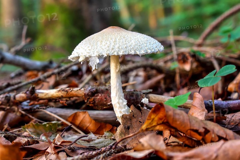 Shield dapperling (Lepiota Clypeolaria)