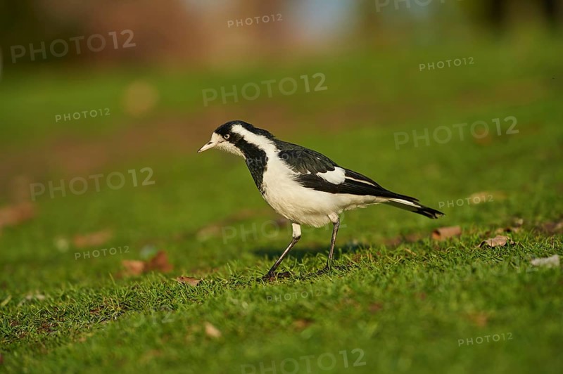 Magpie-lark (Grallina cyanoleuca)