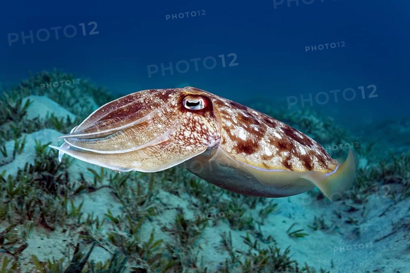 Broadclub Cuttlefish (Sepia latimanus) floats over sea grass meadow