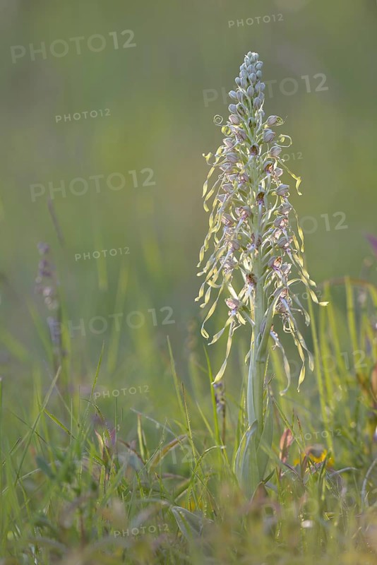 Lizard orchid (Himantoglossum hircinum) in a meadow near Jena