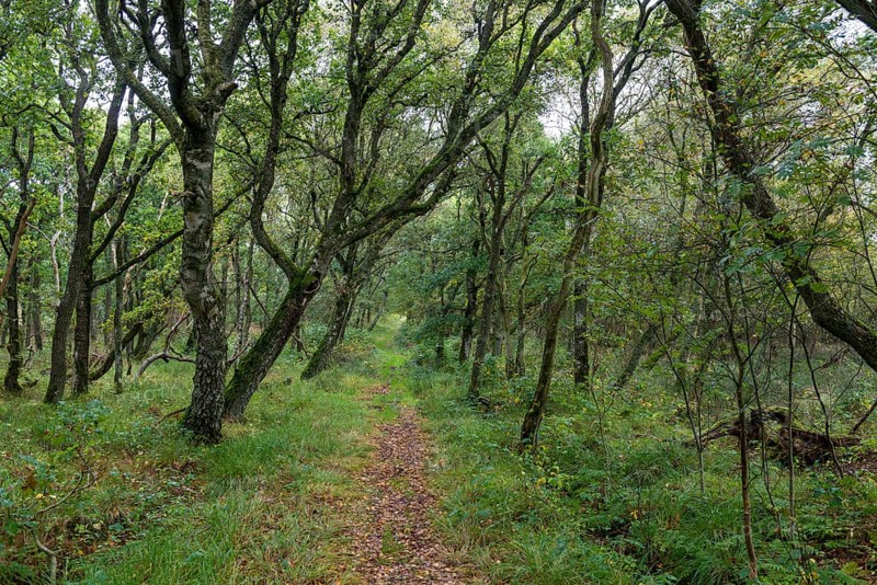 Forest track through the nature reserve Kaergard Klitplantage