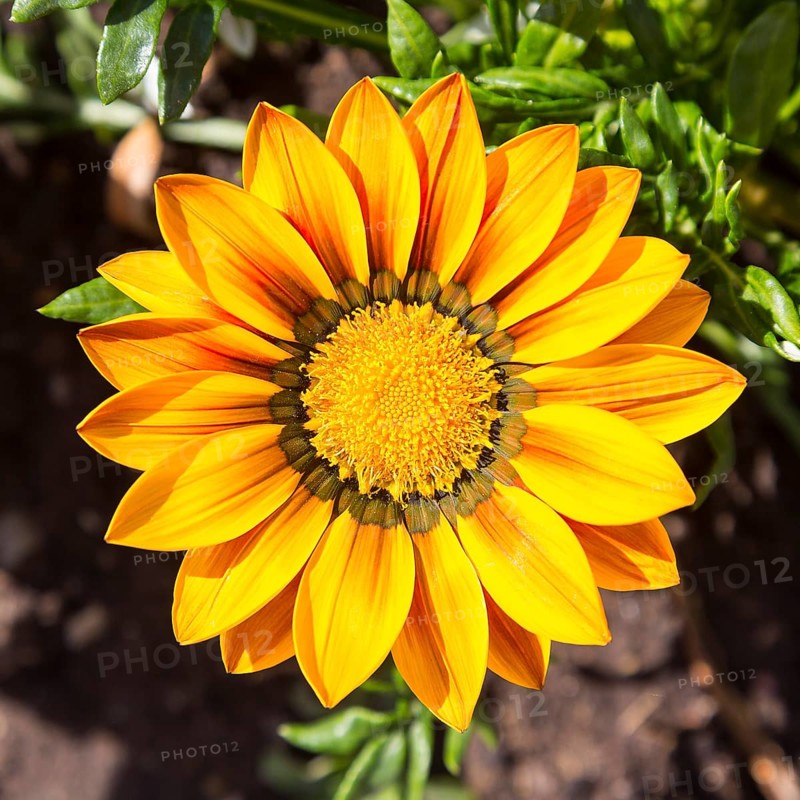 Gazania (Gazania) in bloom