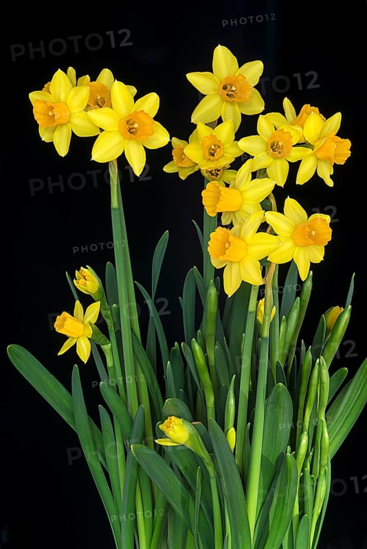 Yellow Dwarf-Daffodils (Narcissus)
