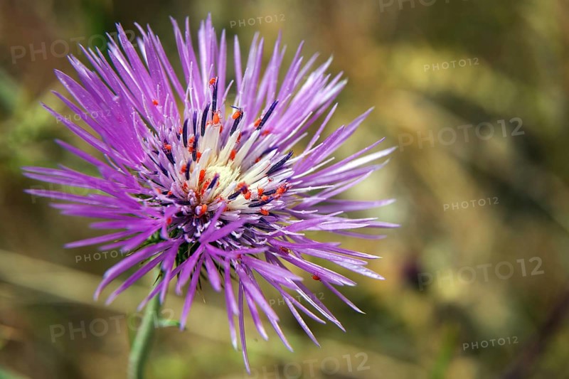 Blossom of Purple Milk Thistle (Galactites tomentosus)