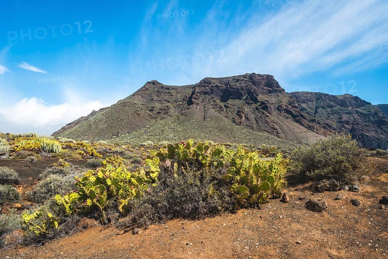 Indian fig opuntias (Opuntia ficus-indica) in a barren volcanic landscape