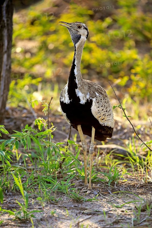 Black-bellied bustard (Lissotis melanogaster)