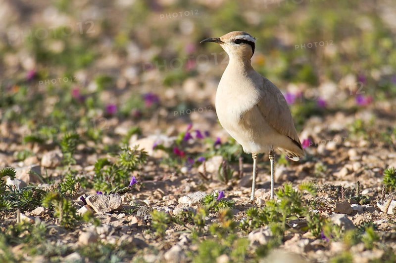 Cream-coloured Courser (Cursorius cursor)