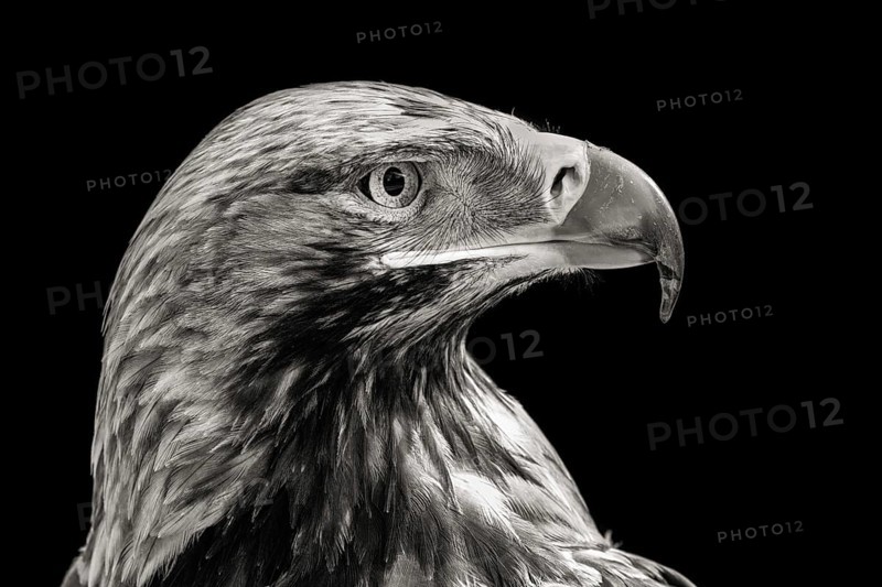 Eastern imperial eagle (Aquila heliaca)