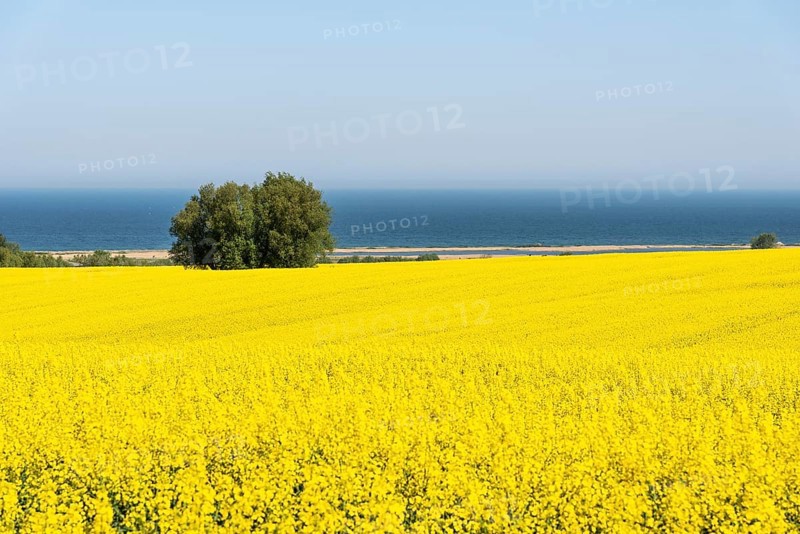 Rape field