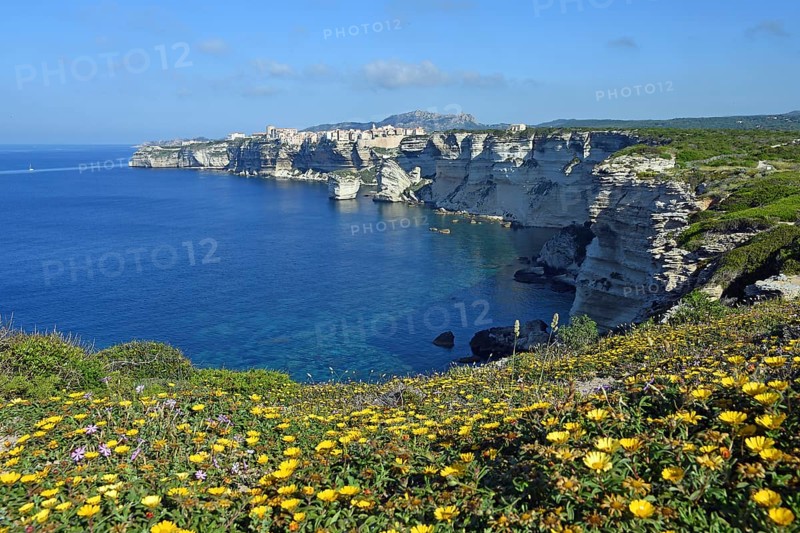 Yellow daisies (Euryops abrotanifolius) on steep cliffs