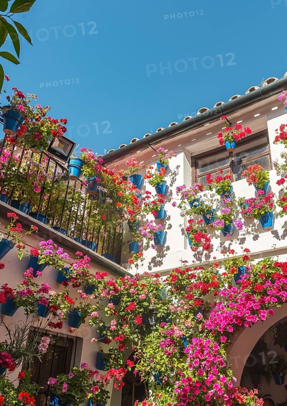 Many red geraniums in blue flowerpots in the courtyard on a house wall
