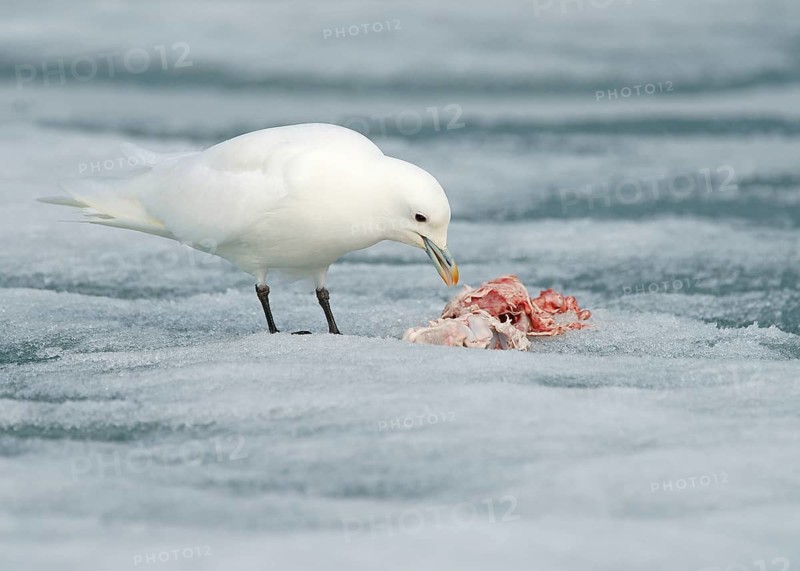 Ivory gull (Pagophila eburnea) feeding the rest of a carcass
