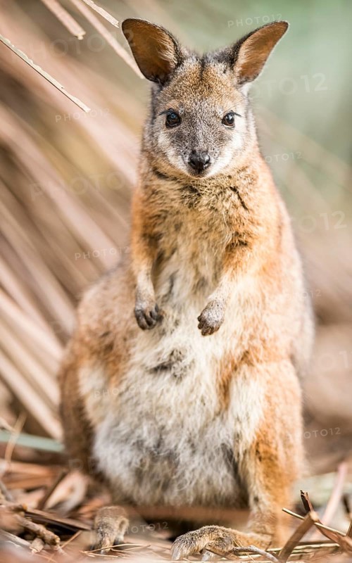 Tammar wallaby (Macropus eugenii)