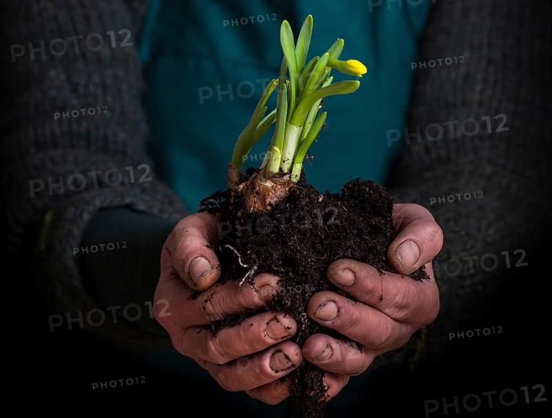 Hands holding blossoming wild daffodil (Narcissus pseudonarcissus) with soil