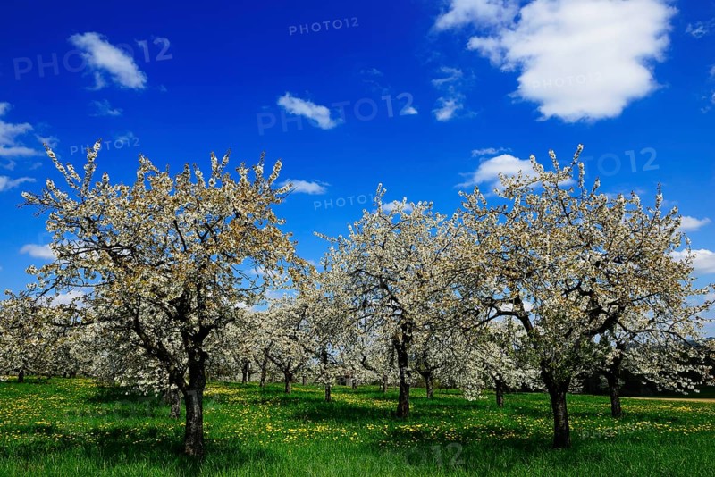 Flowering cherry trees