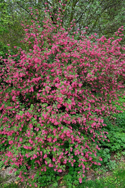 Flowering currant (Ribes sanguineum)