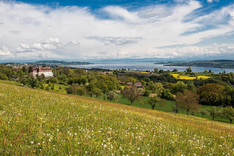 Spring Landscape