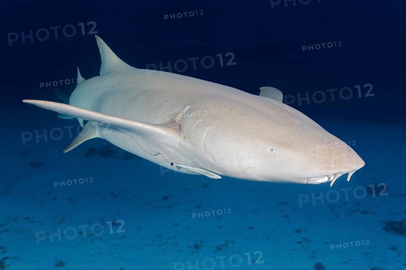 Tawny nurse shark (Nebrius ferrugineus)