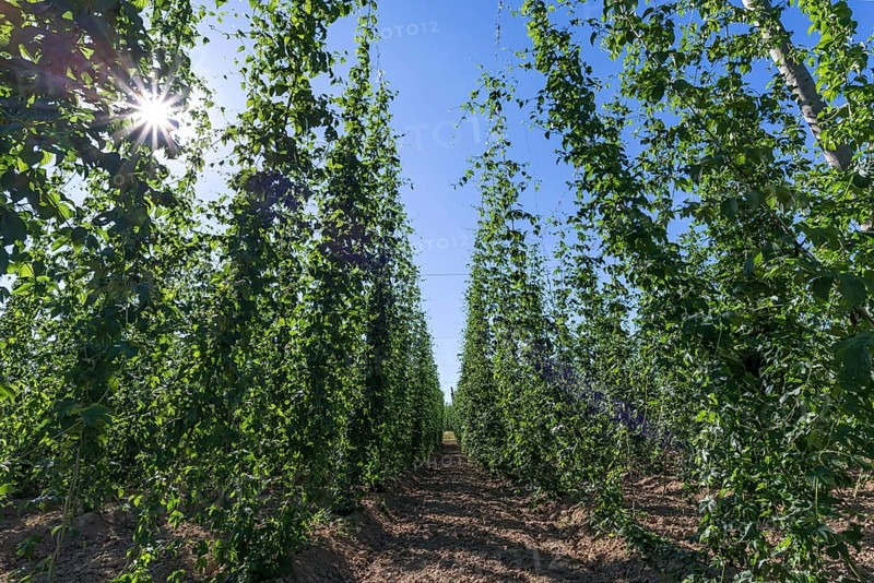Common hop cultivation (Humulus lupulus) with sun in backlight