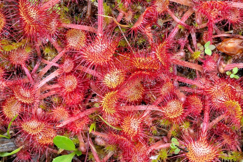 Common sundew (Drosera rotundifolia)